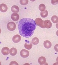 巨噬細胞[血液細胞]
