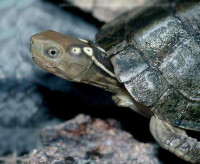 眼斑水龜