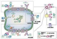 分子伴侶