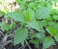 野麻草