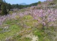 第一旗山十里桃花