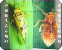 （圖）褐飛虱