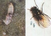 南美斑潛蠅圖片集