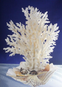 細枝白珊瑚