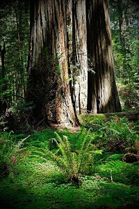 美國紅杉的不同姿態