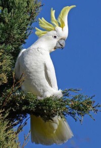 葵花鳳頭鸚鵡