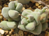 Crassula sericea var. hottentotta