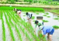 大灣村[雲南省麗江市永勝縣順州鄉大灣村]