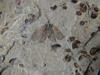 蝴蝶化石