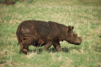 蘇門答臘犀