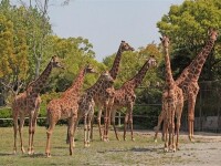 上海野生動物園