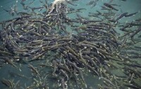 青海湖裸鯉
