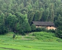 太子廟鎮田園風光