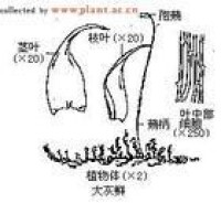 大鐮刀蘚