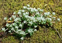 白霜Sedum spathulifolium ssp.