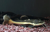 紅尾鯰