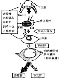 漏斗骨盆