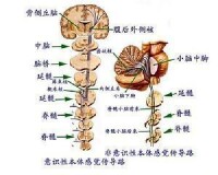 感覺傳導路