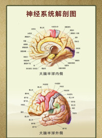 神經解剖學