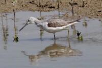 （圖）中國觀鳥