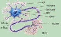 多發性神經病