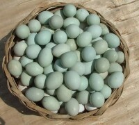 綠殼蛋