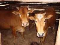 石場村-肉牛養殖