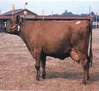 丹麥紅牛