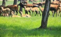 大豐麋鹿國家級自然保護區4高清大圖