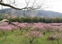 吉水桃花島