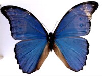 秘魯藍閃蝶