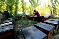 蜜蜂養殖場