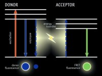 熒光共振能量轉移原理示意圖