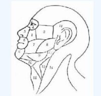 頜面部組織區域