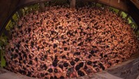裸祭[日本傳統習俗]