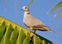 灰斑鳩面貌特徵