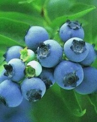 美國藍莓