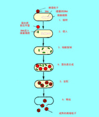 烈性噬菌體的增殖周期
