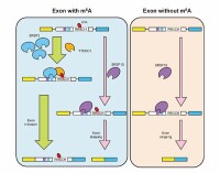 RNA剪接