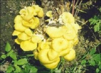 野生黃蘑菇