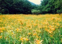 南陽伏牛山世界地質公園景色