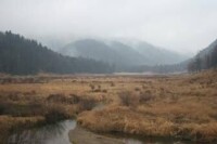 棕色針葉林土