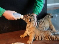 上海野生動物園