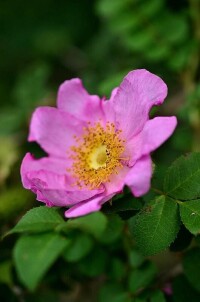 繅絲花