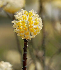 結香花