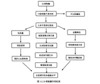 塔格糖作用機理