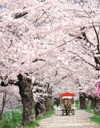櫻花景觀照