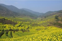 婺源油菜花海