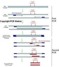 nested PCR