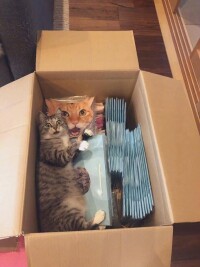貓嘗試無視他人的同時佔據箱子
